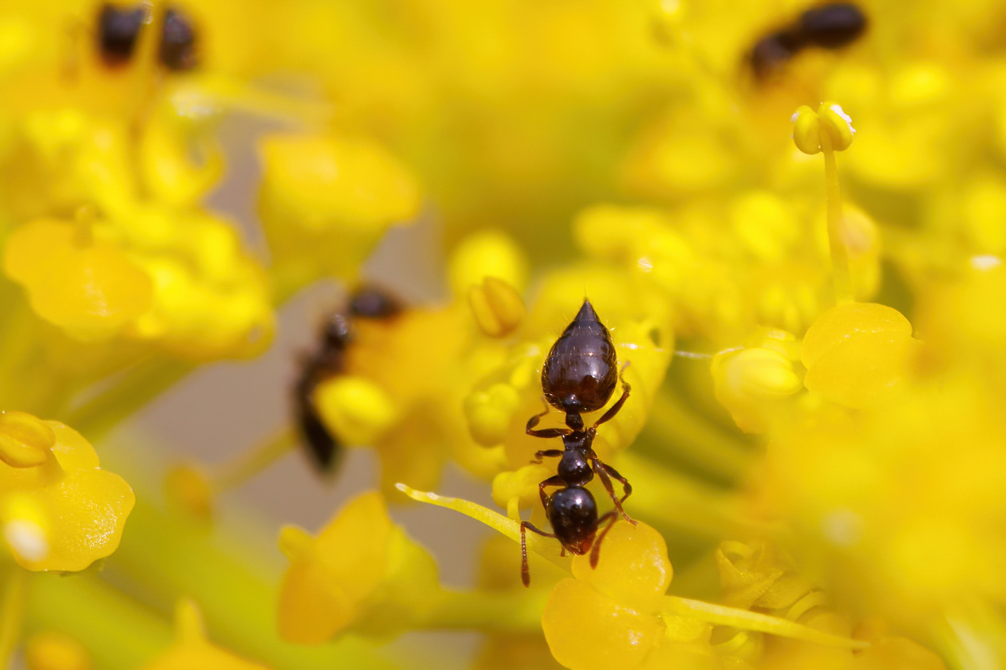 Crematogaster sordidula